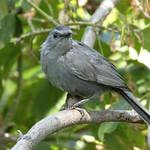 Gray Catbird (Dumetella carolinensis) - 20250909-04