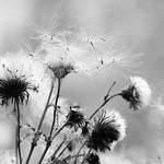 Monochrome creeping thistle pappi