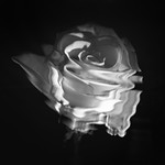 The White Rose