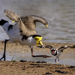lara wetlands - lapwing antics (v. dotterel) #1