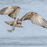 Osprey - Pandion haliaetus