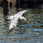 halifax harbour_seagull_starfish