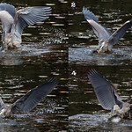 The Heron,The Pike & The Lucky Panfish