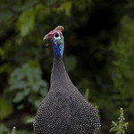 Helmeted Guineafowl