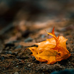 Fallen Leaf