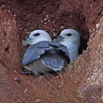 FULMAR // FULMARUS GLACIALIS