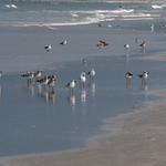 Board Meeting at Low Tide