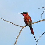 Southern Carmine Bee-eater (Merops nubicoides)