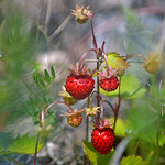 Wild strawberry / Ahomansikka