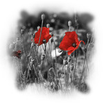 "Novia del campo, amapola......"