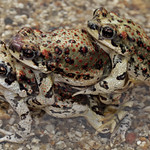 Red-spotted Toads (Bufo punctatus) in Amplexus