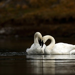 The Presence of Wonder