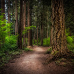 Further into the woods