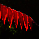 red leaf