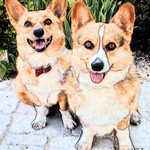 Pembroke Welsh Corgis (painterly)