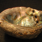 abalone