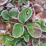 Strawberry fields forever...................!