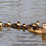Wood Duck Mom and newborn ducklings