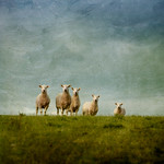 Sheep on the hill