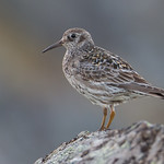 Purple Sandpiper