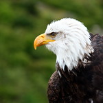 Montanha Grouse / Grouse Mountain