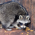 Successful rescue mission