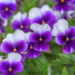Pansy