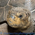 Galapagos Tortoise or Chelonoidis nigra #4