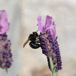 Black Bumblebee