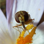 First Hover of the season - on Crocus. Episyrphus balteatus