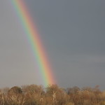Spring Rainbow