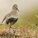 Marching up to the top of the hill.