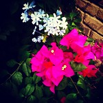 Pink & Blue Thursday Blessings