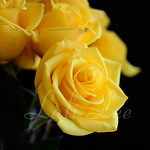 Rose yellow