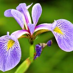 Wild Iris
