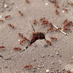 Busy ants