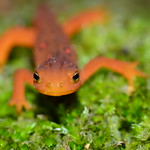 Red Eft