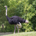 Ostrich