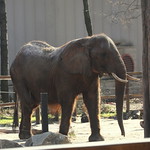 African Elephant