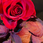 Friday - Rose and petals 3