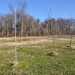 Tree Pruning Workshop