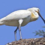 Spoonbill