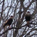 Caracara Couple
