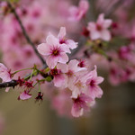 Pink Blossoms