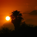Palm Sunset