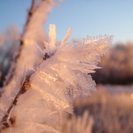 Frosty Countryside Morning :):)