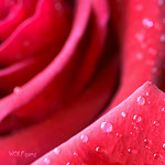 Two Roses after a Rain (Explored)