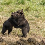 Dancing bears