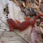Eastern Newt