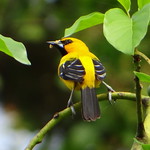 Gonzalito [Yellow Oriole] (Icterus nigrogularis nigrogularis)
